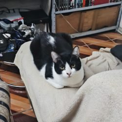 BOLONHA