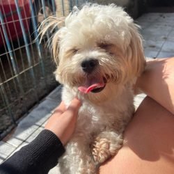 CHICO