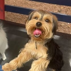 Chewbacca