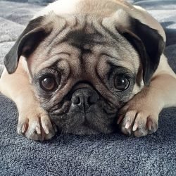 Frida