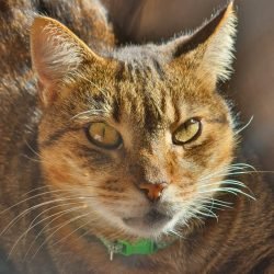 Gato