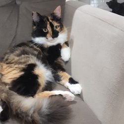 KIRA