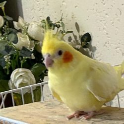 Linda