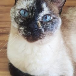 MIMI