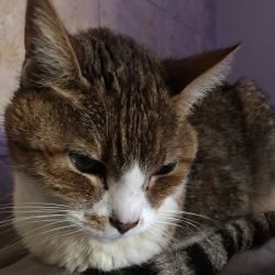 MITIS
