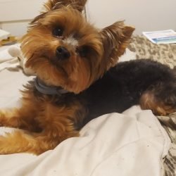 Martin - Vinicius