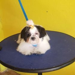 RAVENA