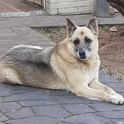 SPYKE