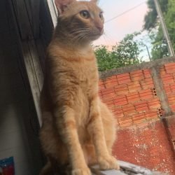 Simba - Dielli