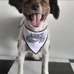 TOBY