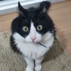 Tom - Darliene