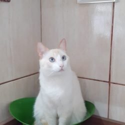 ZEQUINHA
