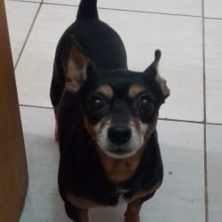 Zeca