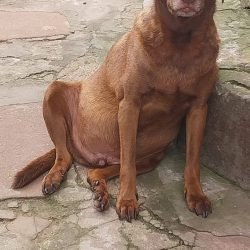 brownie