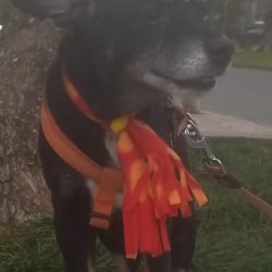 florzinha