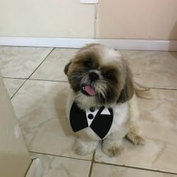 homer