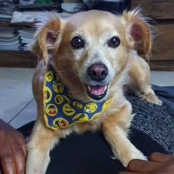 mel