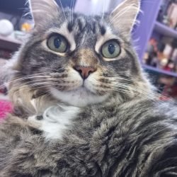 mimu