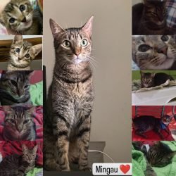 mingau