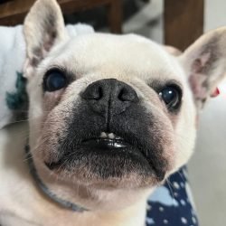 tobias