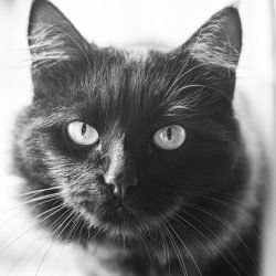 vampi